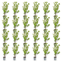 Green boutiQ - 24x Ligustrum ovalifolium - Gewone Liguster - Haagplanten - Groenblijvend - Groen - Pot 9cm - Hoogte 35-45cm