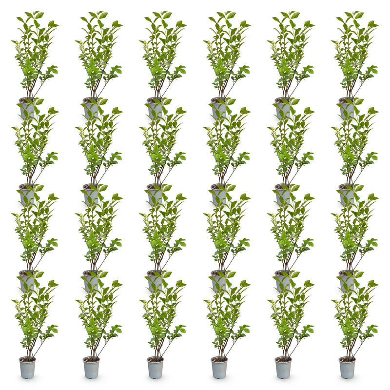 Green boutiQ - 24x Ligustrum ovalifolium - Gewone Liguster - Haagplanten - Groenblijvend - Groen - Pot 9cm - Hoogte 35-45cm
