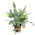 Green boutiQ - Plante d'intérieur - Phlebodium aureum Blue Star - Fougère bleue - Plante adaptée aux animaux domestiques - Bleu - 1 plante - Pot 12cm - Hauteur 25cm