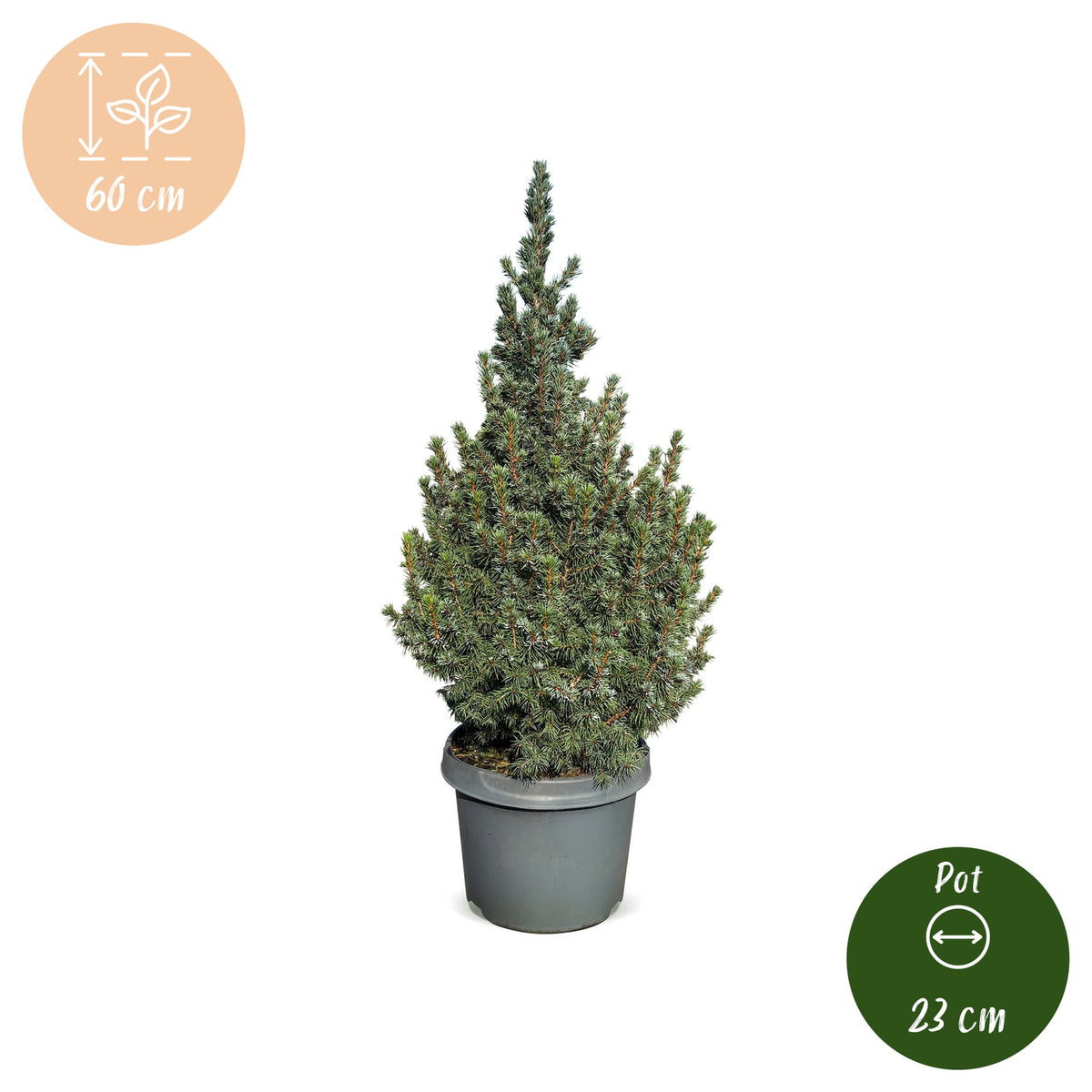 Picea glauca Sander's Blue - Blue Alberta Spruce - Blue - Christmas tree - Ø23cm - ↕60cm