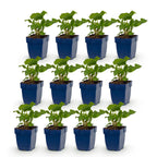 Green boutiQ - Stauden - Persicaria Tricolour - Knöterich - Schatten - Rot - Rosa - Weiß - 12 Pflanzen - Topf 11cm - Höhe 15-25cm