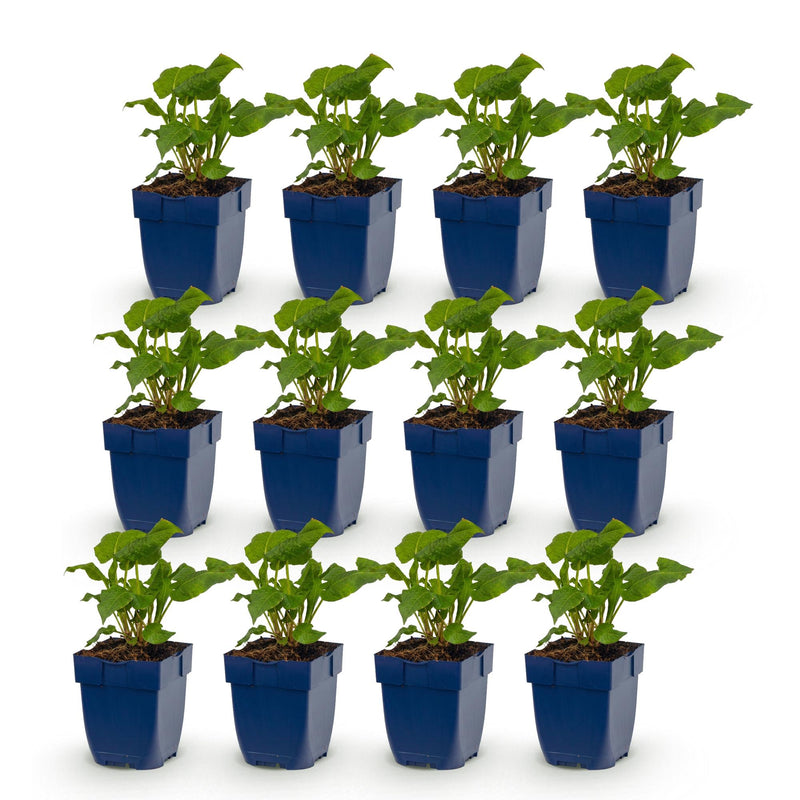 Green boutiQ - Vasteplant - Persicaria Tricolour - Duizendknoop - Schaduw - Rood - Roze - Wit - 12 Planten - Pot 11cm - Hoogte 15-25cm