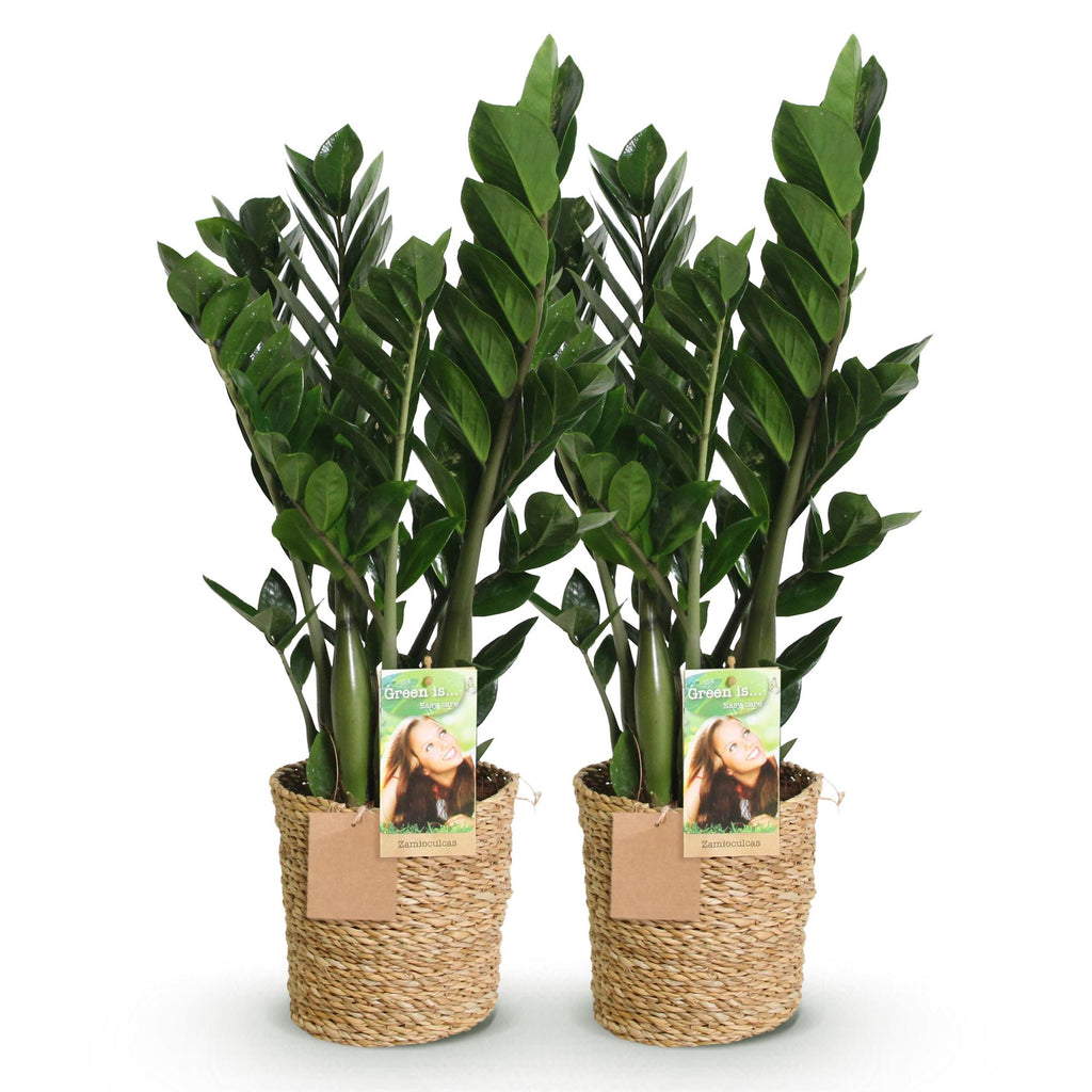 Green BoutiQ - Green is... Plantes d'intérieur - Zamioculcas - Plante ZZ - Peu d'entretien - avec panier - Vert - 2 Plantes - Pot 17cm - Hauteur 65-75cm