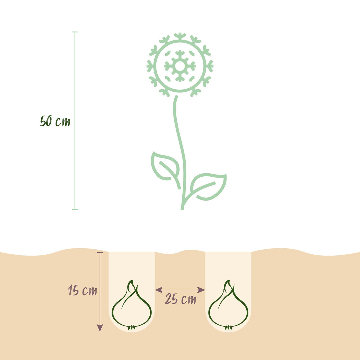 Green boutiQ - Bloembollen - Allium Christophii - Kleur Paars - 15 stuks - Bolmaat 10/2 - XXL Pack