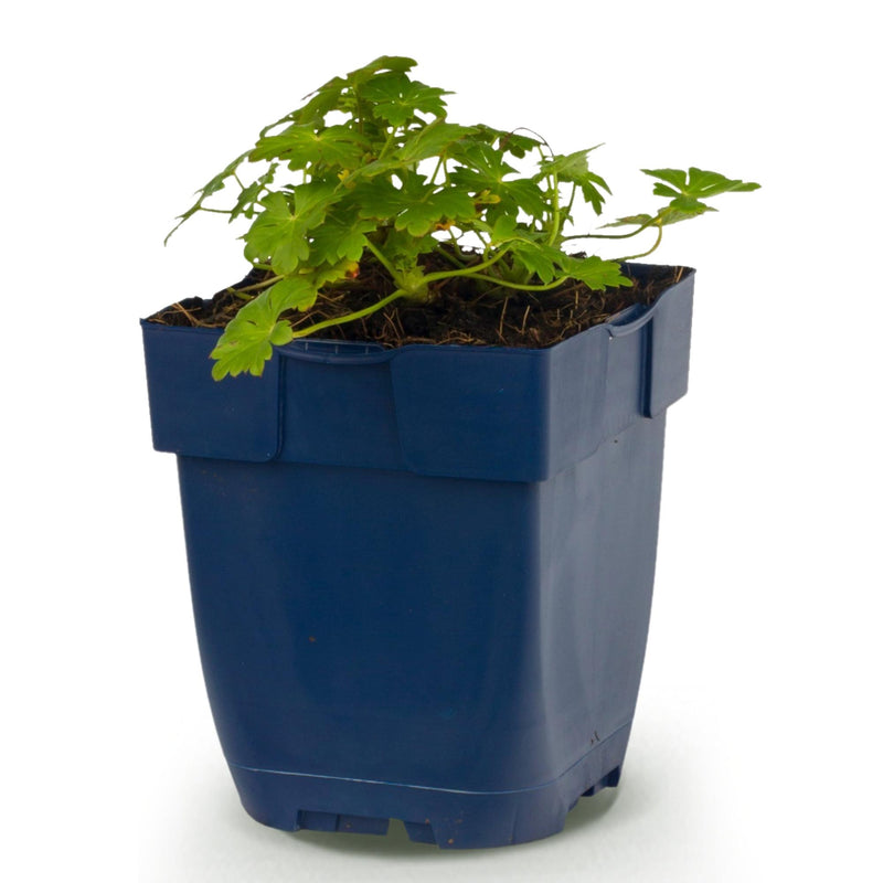 Green boutiQ - Vasteplant - Geranium macr. Spessart - Ooievaarsbek - Bodembedekkend - Wit-Roze - 1 Plant - Pot 11cm - Hoogte 15-25cm