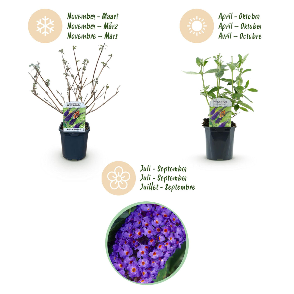 Green boutiQ - Tuinplant - Buddleja davidii Empire Blue - Vlinderstruik - Winterhard - Blauw - 1 Plant - Pot 17cm - Hoogte 45cm
