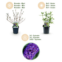 Green boutiQ - Tuinplant - Buddleja davidii Empire Blue - Vlinderstruik - Winterhard - Blauw - 1 Plant - Pot 17cm - Hoogte 45cm