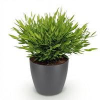 Green boutiQ - Kamerplant - Bamusa Pogonatherum Monica - Bamboegras - Huisdiervriendelijke Plant - Groen - 1 Plant - met Potter Grijs - Pot 12cm - Hoogte 20cm
