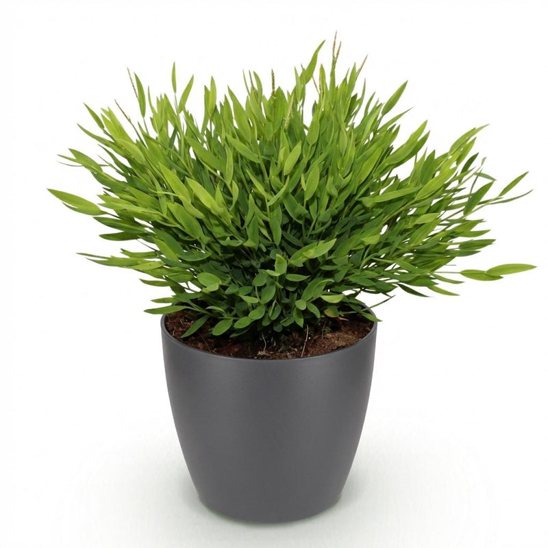 Green boutiQ - Kamerplant - Bamusa Pogonatherum Monica - Bamboegras - Huisdiervriendelijke Plant - Groen - 1 Plant - met Potter Grijs - Pot 12cm - Hoogte 20cm