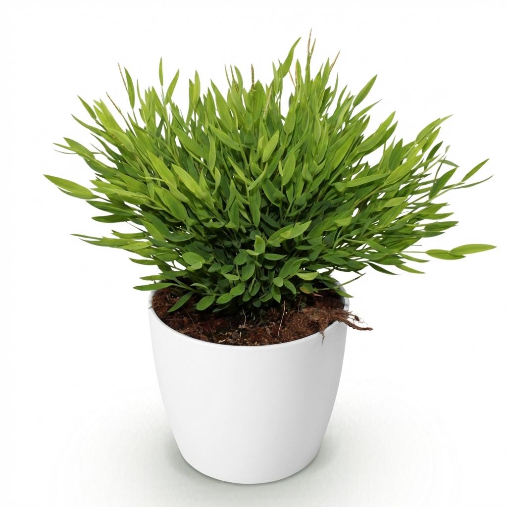Green boutiQ - Zimmerpflanze - Bambusa Pogonatherum Monica - Bambusgras - Haustierfreundliche Pflanze - Grün - 1 Pflanze - mit weißem Übertopf - Topf 12 cm - Höhe 20 cm