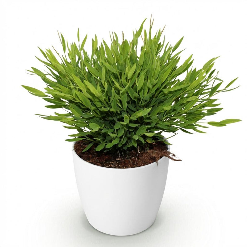 Green boutiQ - Kamerplant - Bamusa Pogonatherum Monica - Bamboegras - Huisdiervriendelijke Plant - Groen - 1 Plant - met Potter Wit - Pot 12cm - Hoogte 20cm