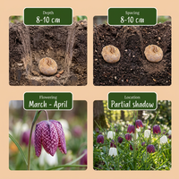 120x Fritillaria Meleagris Mix - Kievitsbloem mix - Paars en Wit - Verwilderingsbol - Bolmaat 6/7