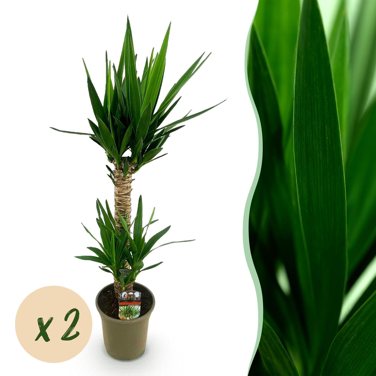 Green boutiQ - Kamerplant - Yucca elephantipes - Yucca - Weinig onderhoud - Groen - 2 - Pot 19cm - Hoogte 95cm