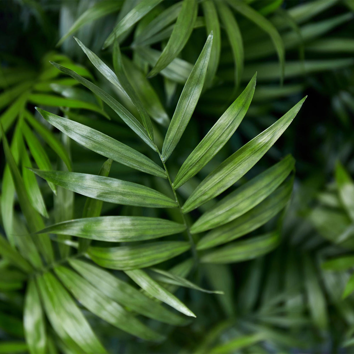 Green boutiQ - Zimmerpflanze - Chamaedorea elegans - Bergpalme - Haustierfreundliche Pflanze - Grün - 1 Pflanze - mit Topf Weiß - Topf 12cm - Höhe 15cm