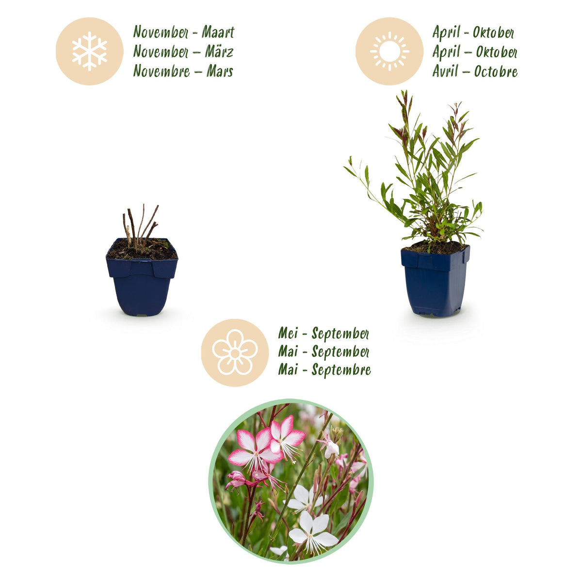 Green boutiQ - Stauden - Gaura Duo - Prachtkerze - Bienen- und Schmetterlingsmagnet - Rosa - Weiß - 6 Pflanzen - Topf 11cm - Höhe 15-25cm