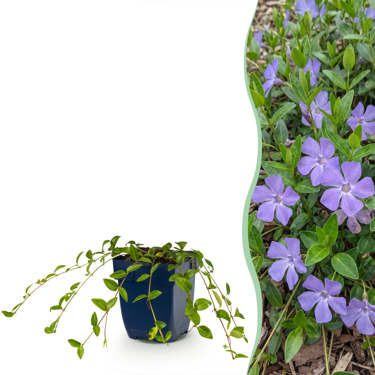 Vasteplant - Vinca minor - Maagdenpalm - Bodembedekkend - blauw - 24 Planten - Pot 11cm - Hoogte 15-25cm