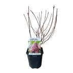 Green boutiQ - Hydrangea paniculata 'Vanille Fraise' - Fleurs blanc rose - 1 plante - Caduque - Grandes fleurs - Pot 17cm Hauteur 50cm