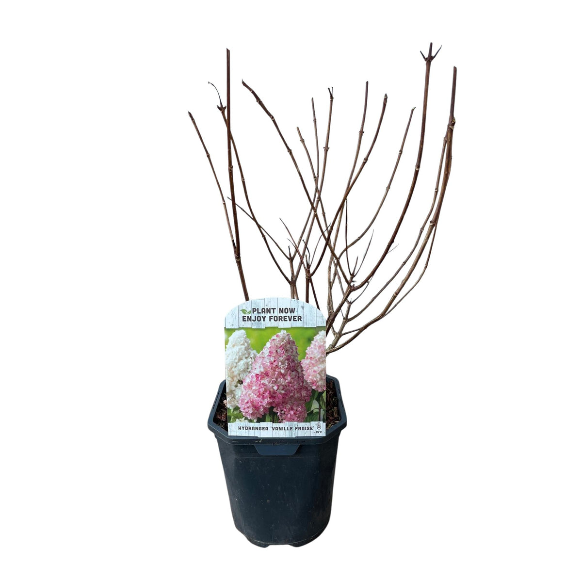 Green boutiQ - Hydrangea paniculata 'Vanille Fraise' - Fleurs blanc rose - 1 plante - Caduque - Grandes fleurs - Pot 17cm Hauteur 50cm