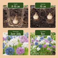 30x Allium Buzzing Beauties - Sierui Buzzing Beauties - Diversen - Zomerbloeier - Bolmaat 6/7