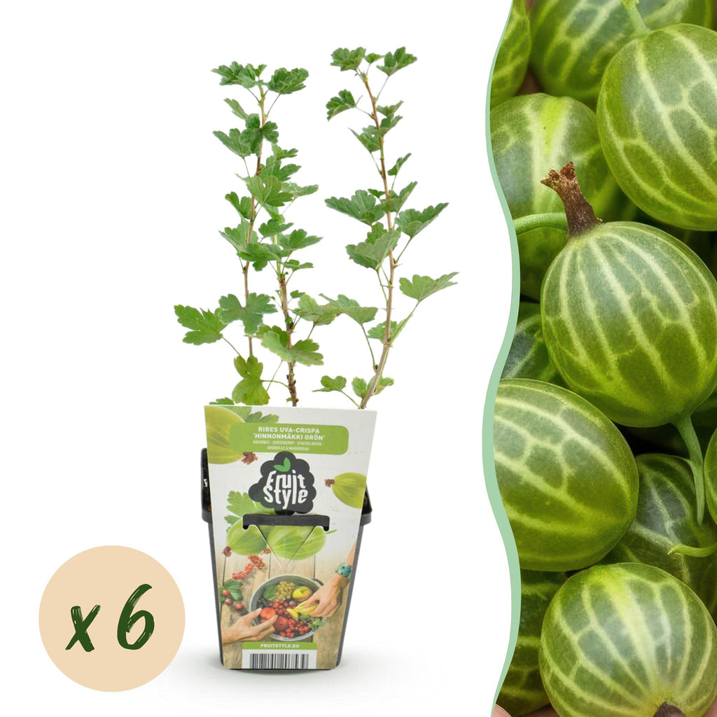 Green boutiQ - Plants fruitiers - Groseillier à maquereau - Ribes uva-crispa Hinnonmaki Grun - Rustique - 6 plantes - Pot 9 cm - Groseille verte