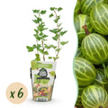 Green boutiQ - Plants fruitiers - Groseillier à maquereau - Ribes uva-crispa Hinnonmaki Grun - Rustique - 6 plantes - Pot 9 cm - Groseille verte