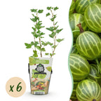Green boutiQ - Plants fruitiers - Groseillier à maquereau - Ribes uva-crispa Hinnonmaki Grun - Rustique - 6 plantes - Pot 9 cm - Groseille verte