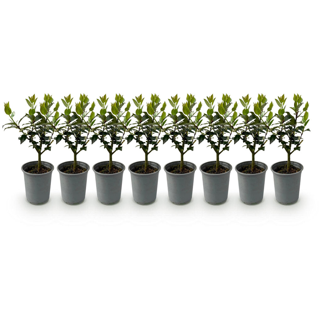 Green boutiQ - Haies - Ilex Blue Maid - feuillage vert - 8 plantes - 1 mètre linéaire - persistant - pot 9 cm hauteur 25-30 cm