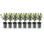 Green boutiQ - Haies - Ilex Blue Maid - feuillage vert - 8 plantes - 1 mètre linéaire - persistant - pot 9 cm hauteur 25-30 cm
