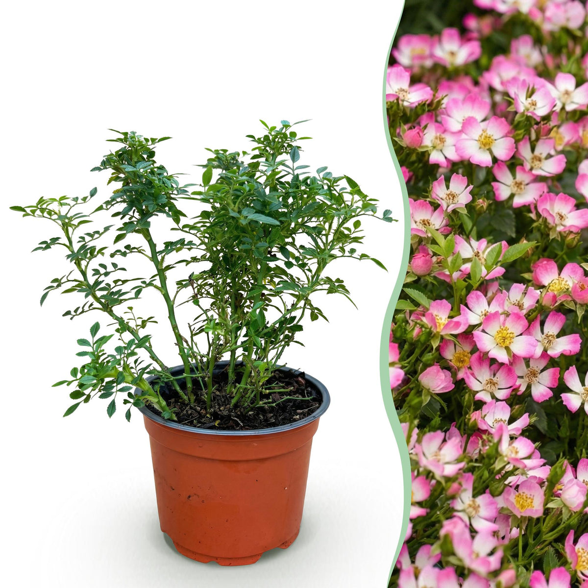Green boutiQ - Rosier de jardin - Rosa Cutie Pie - Rosier - Rustique - Rose - 1 plante - Pot 12 cm - Hauteur 20-25 cm