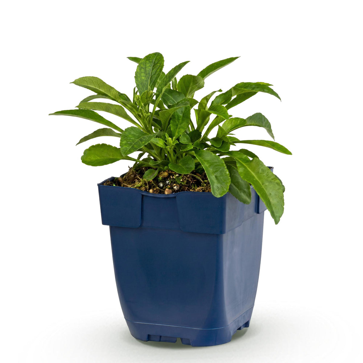 Green boutiQ - Plante vivace - Campanula persicifolia - Campanule à feuilles de pêcher - Attire les abeilles et les papillons - Bleu - 1 plante - Pot 11 cm - Hauteur 15-25 cm