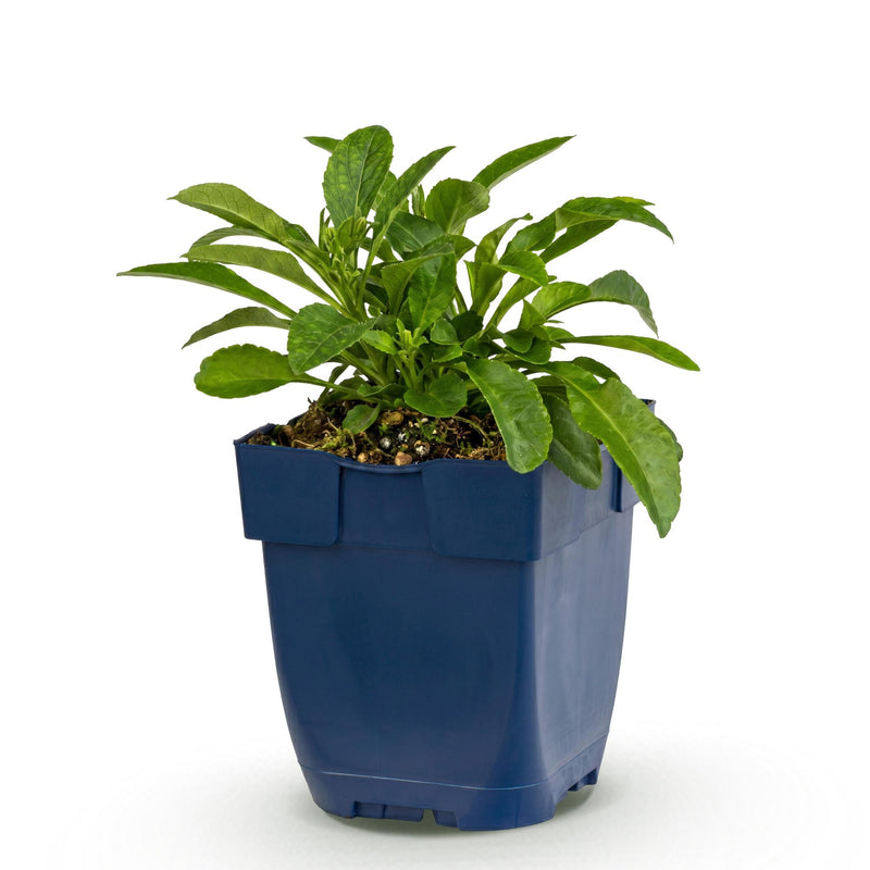 Green boutiQ - Vasteplant - Campanula persicifolia - Perzikbladklokje - Bijen en Vlinderlokkers - Blauw - 1 Plant - Pot 11cm - Hoogte 15-25cm