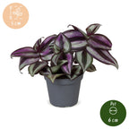 Tradescantia Zebra Pink Joy - Pink Inch Plant - Purple - Pink - Tropical - Ø6cm - ↕5cm