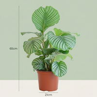 Green boutiQ - Kamerplant - Pauwenplant - Calathea Orbifolia - Groen - Weinig onderhoud - 1 Plant - Pot 21cm - Hoogte 60 - 70cm