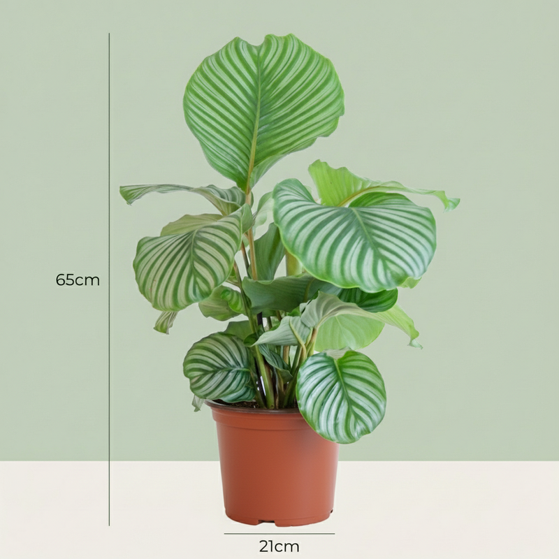 Green boutiQ - Kamerplant - Pauwenplant - Calathea Orbifolia - Groen - Weinig onderhoud - 1 Plant - Pot 21cm - Hoogte 60 - 70cm