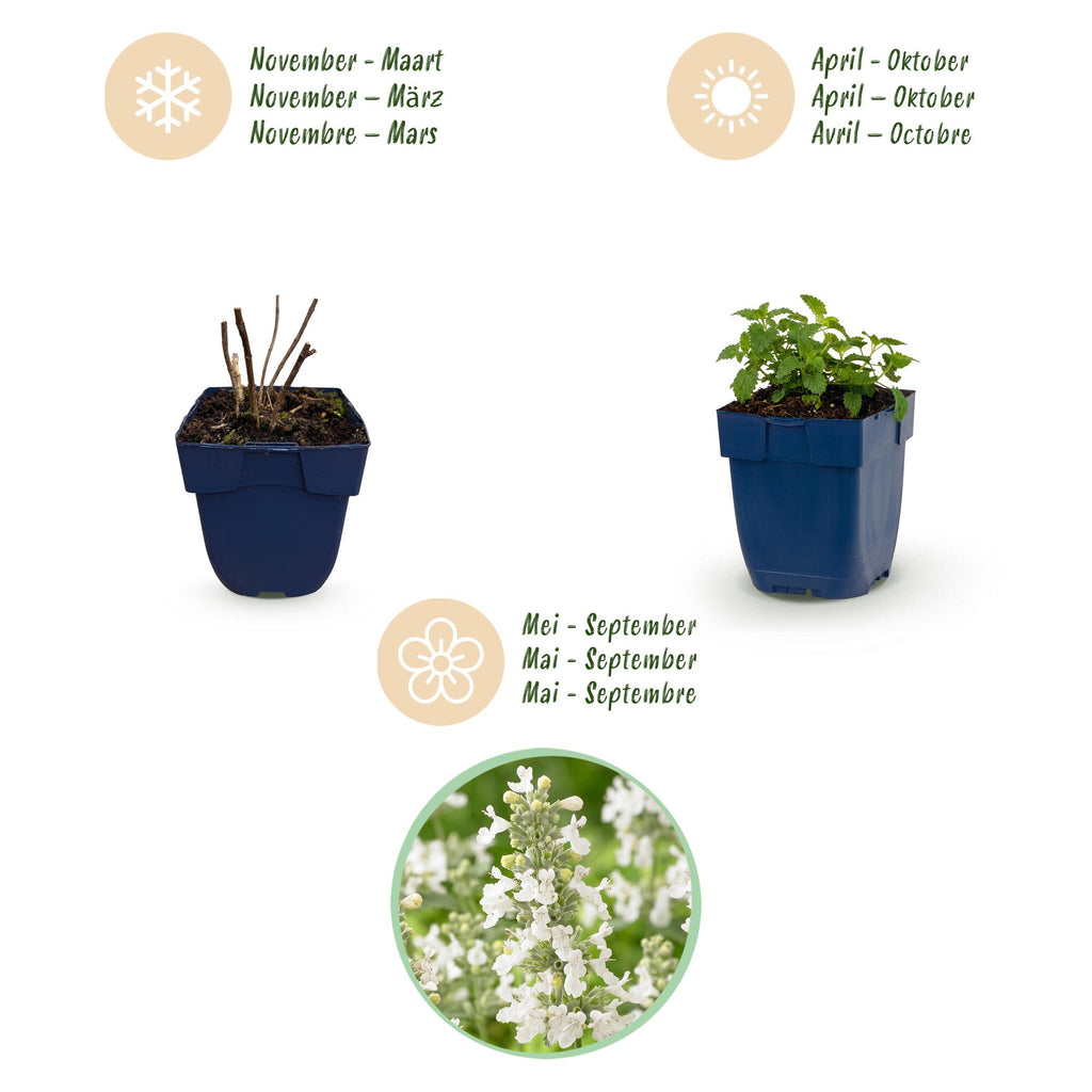Green boutiQ - Stauden - Nepeta faassenii Snowflake - Katzenminze - Bienen- und Schmetterlingsmagnet - Weiß - 3 Pflanzen - 11cm Topf - Höhe 15-25cm