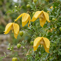 6x Clematis tangutica - Golden clematis - Yellow - Climber - Ø9cm - ↕35cm