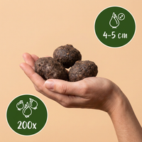 200x Eranthis Cilicica - Cilicisch winterakoniet - Geel - Voorjaarsbloeier - Bolmaat 4/5
