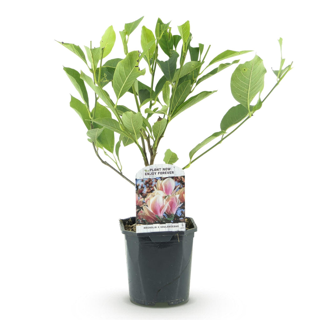 Green boutiQ - Arbustes - Magnolia Soulangiana - Fleurs rose clair - 1 plante - Caduc - Peu d'entretien - Pot 17cm Hauteur 45cm