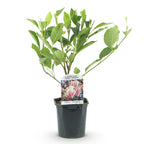 Green boutiQ - Arbustes - Magnolia Soulangiana - Fleurs rose clair - 1 plante - Caduc - Peu d'entretien - Pot 17cm Hauteur 45cm