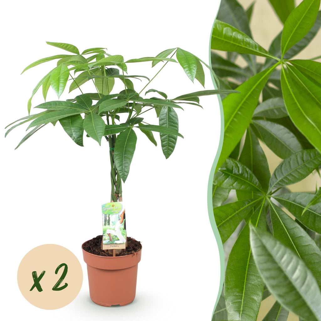Green BoutiQ - Green is... Plantes d'intérieur - Pachira Aquatica tronc tressé - Arbre à monnaie - Peu d'entretien - Vert - 2 Plantes - Pot 17cm - Hauteur 60-70cm