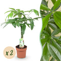 Green BoutiQ - Green is... Plantes d'intérieur - Pachira Aquatica tronc tressé - Arbre à monnaie - Peu d'entretien - Vert - 2 Plantes - Pot 17cm - Hauteur 60-70cm