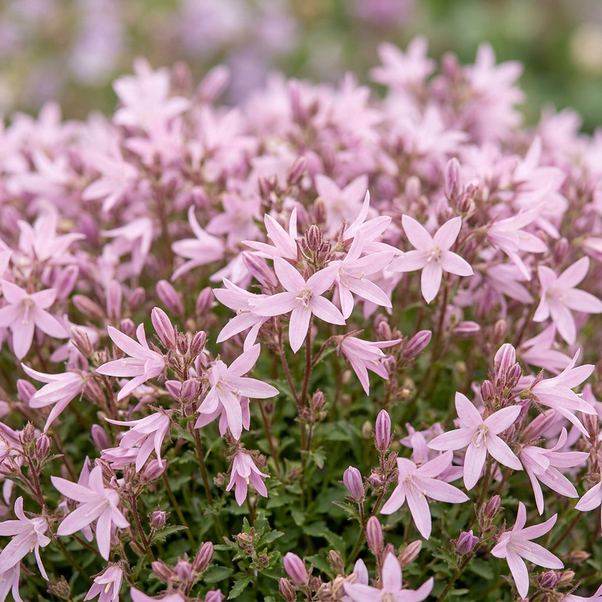 Green boutiQ - Plante vivace - Campanula posch. Lisduggan Variety - Pied d'alouette - Couvre-sol - Blanc - 12 plantes - Pot 11cm - Hauteur 15-25cm