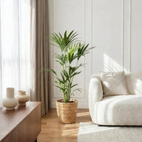 Green boutiQ - Kamerplant - Howea Forsteriana - Kentia Palm - Weinig Onderhoud - Groen - 1 Plant - met Mand - Pot 21cm - Hoogte 120-130cm