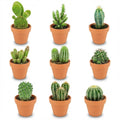 Mini Cactus Mix - 9 Pièces - Ø 8,1 cm - Hauteur : 5-10 cm - Pots en Terre Cuite