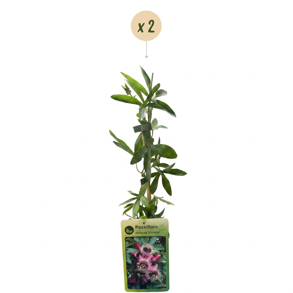 2x Passiflora Victoria - Victoria passionflower - Red - Pink - Climber - Ø9cm - ↕35cm