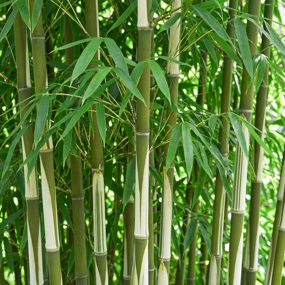 Green boutiQ - Bambou - Fargesia robusta Pingwu - Persistant - Non-envahissant - Vert - 12 Plantes - Pot 14cm - Hauteur 35cm