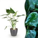 Green BoutiQ - Plantes d'intérieur - Alocasia Cucullata - Main de Bouddha - Faible entretien - Vert - 1 Plante - avec Pot Gris - Pot 21cm - Hauteur 65-70cm