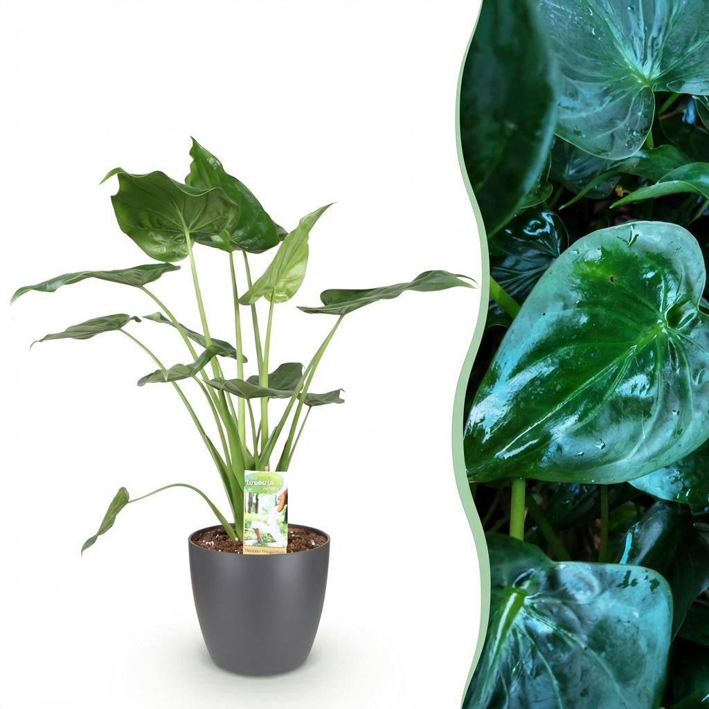 Green BoutiQ - Plantes d'intérieur - Alocasia Cucullata - Main de Bouddha - Faible entretien - Vert - 1 Plante - avec Pot Gris - Pot 21cm - Hauteur 65-70cm