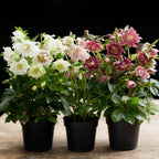 Green boutiQ - Plante de jardin - Rose de Carême - Helleborus orientalis Double Tricolour - Fleur Rose - Rouge - Blanche - 3 Plantes - Persistant - Pot 14cm Hauteur 35cm