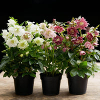 Green boutiQ - Tuinplant - Lenten Rose - Helleborus orientalis Double Tricolour - Roze - Rode - Witte Bloem -3 Planten - Groenblijvend - Pot 14cm Hoogte 35cm